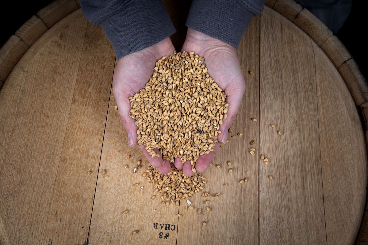 Fresh grain at Percival Creek